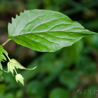 Flowering Nutmeg